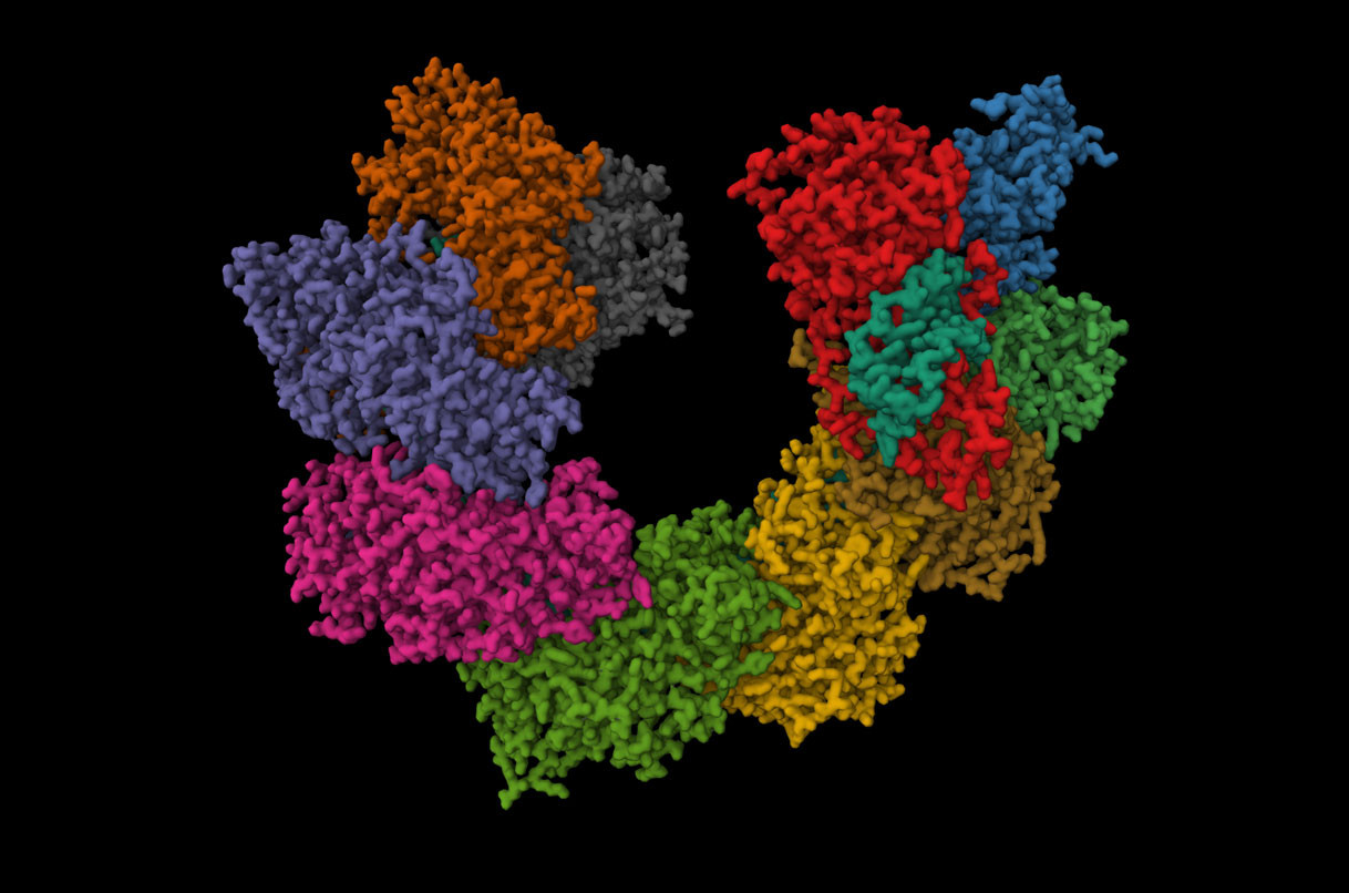 Researchers have adapted CRISPR-associated transposases—assemblages of enzymes and guide RNA found in bacteria—to edit DNA in human cells.Protein Data Bank