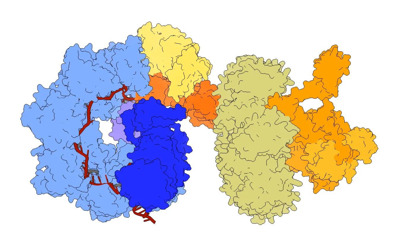The multiple components of the evoCAST gene editor grasping a strand of DNA (red). Image provided by George Lampe.