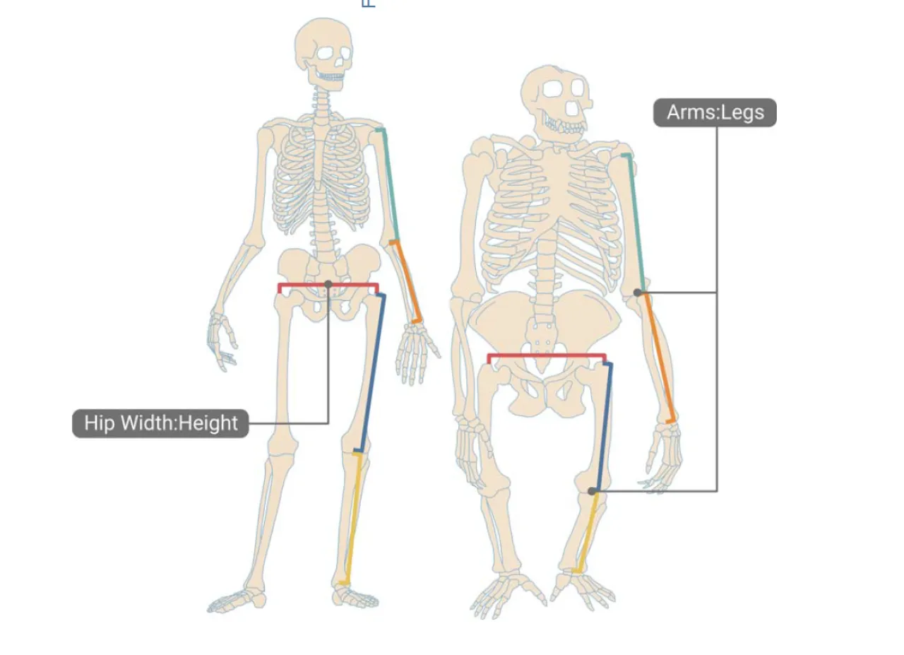 SPs with genomic evidence of human-specific evolution. Illustration was created with BioRender.com.