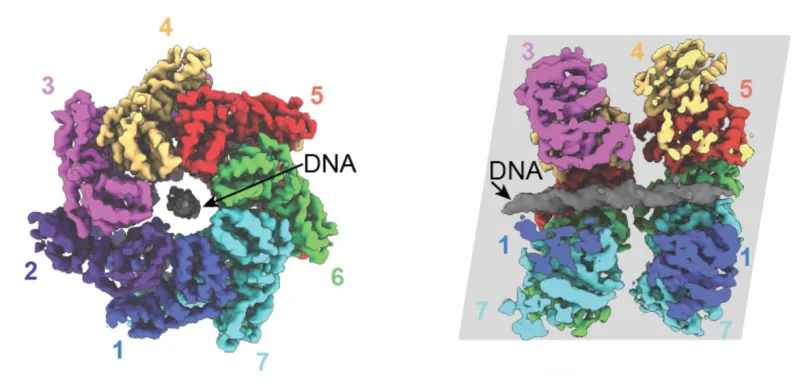 Molecular details of the TnsC protein, including its 3D structure (above), should help the researchers optimize the new gene editor for genome engineering of human cells. Image: Hoffmann, Kim, Beh et al., Nature (2022).